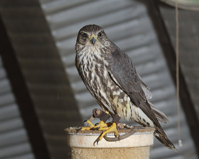 Local Merlin
