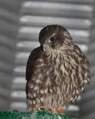 Local Merlin