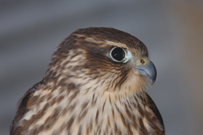 Local Merlin