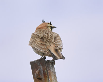 Horned Lark