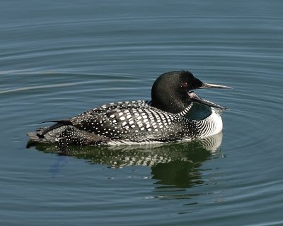 Common Loon hazard of fishing in the kid's fishing pond