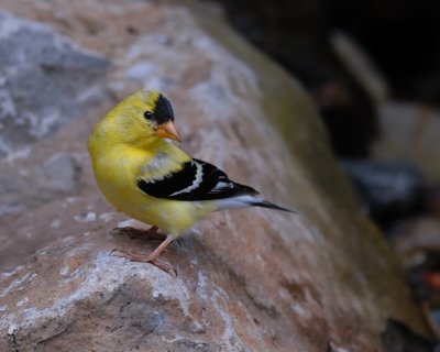 Goldfinch