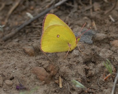 Western Sulphur butterfly