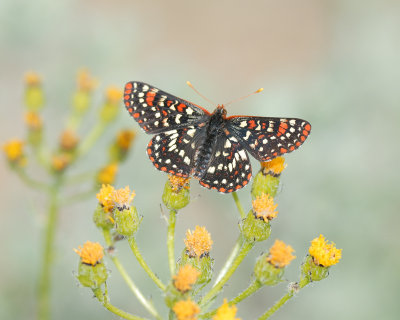 Edith's Checkerspot  butterfly