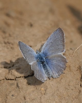 Silvery  Blue butterfly