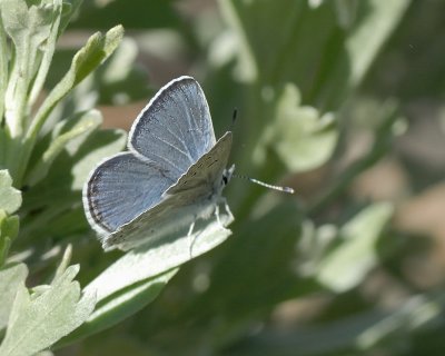 Silvery Blue butterfly male