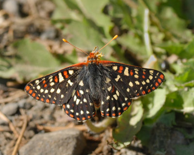 Edith's Checkerspot  butterfly