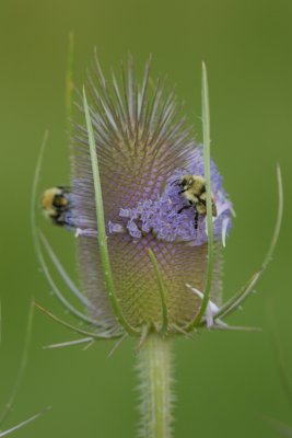 Teasel and Mixed Bumble Bee