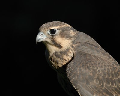 Prairie Falcon Doug Scotts bird