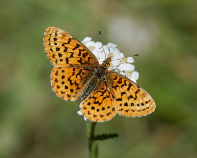 Western Meadow Fritillary (Pacific)