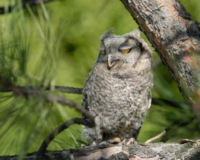 Screech-Owl fledgling