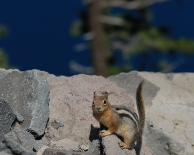 Golden-Mantled Ground Squirrel