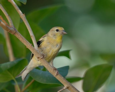 Goldfinch