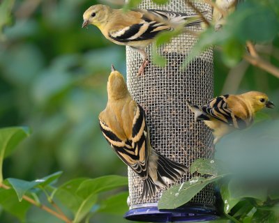 Goldfinch