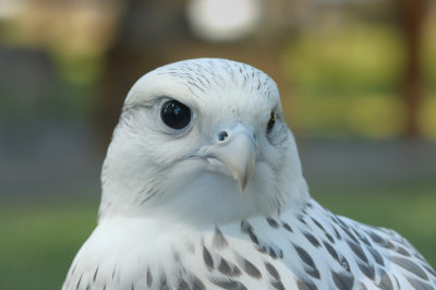 Gyrfalcon white imature