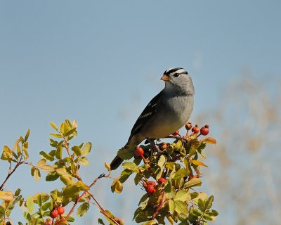 White-crowned Sparrow in rose bush