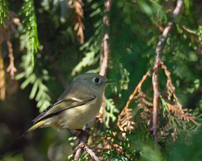 Ruby-crowned Kinglet