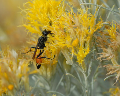 Sphecid Wasp on Rabbit Brush flower