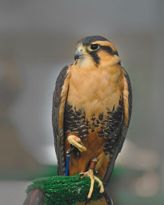 Aplomado Falcon