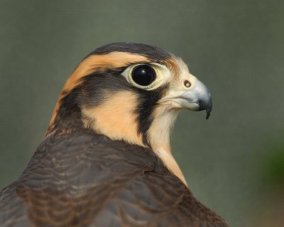 Aplomado Falcon