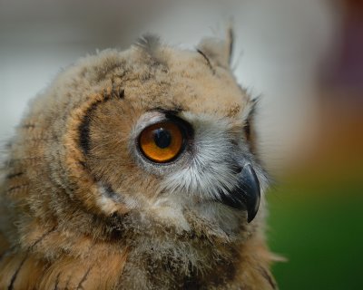 Eagle Owl young male