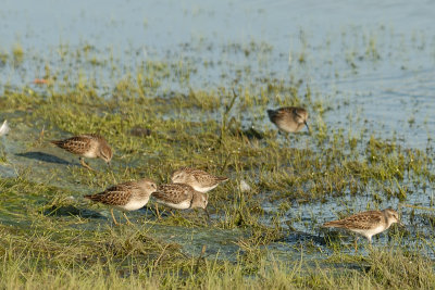 Least Sandpipers