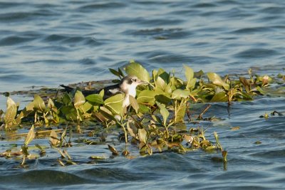 Black Tern juvenile