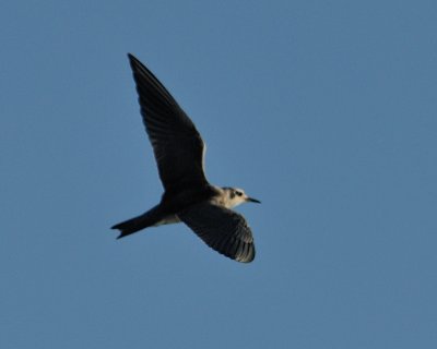 Black Tern juvenile