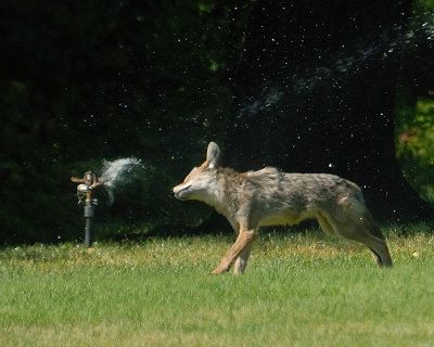 Coyote startled by sprinkler.