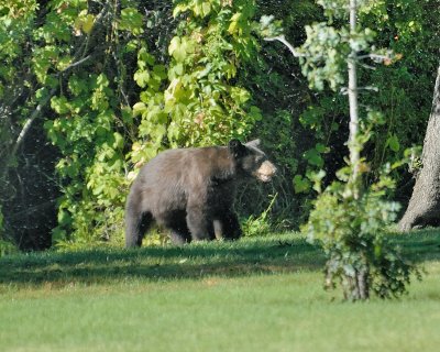 Black Bear