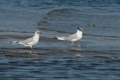 Bonaparte's Gulls