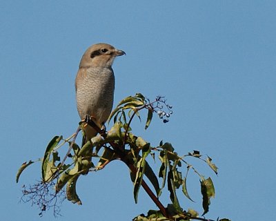 Northern Shrike juvenile