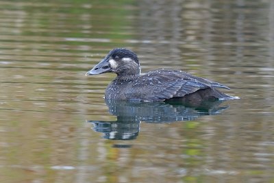 Surf Scoter adult female