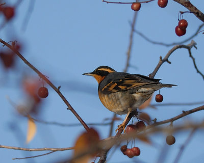 Varied Thrush