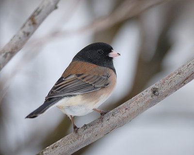 Dark-eyed Junco