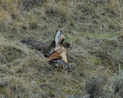 Kirk Wallace's Redtail with bunny
