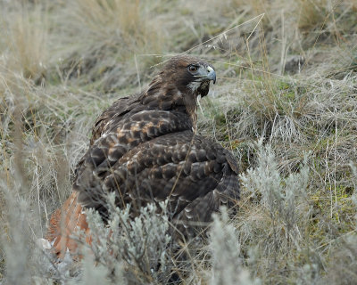 Kirk Wallace's Redtail with bunny