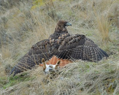 Kirk Wallace's Redtail with bunny