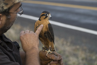 Doug Scott & Raul (immature Aplomado Falcon)