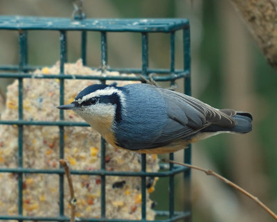 Red-breasted Nuthatch