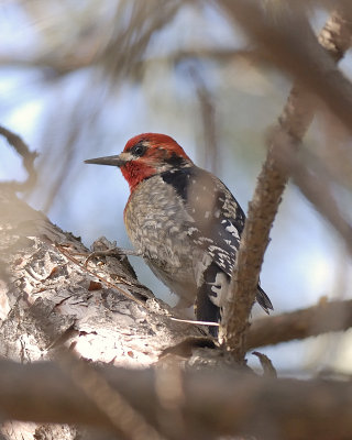hybrid (red-naped x red-breasted) Sapsucker