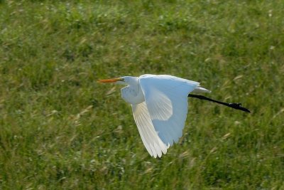 Great Egret 