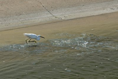 Snowy Egret 