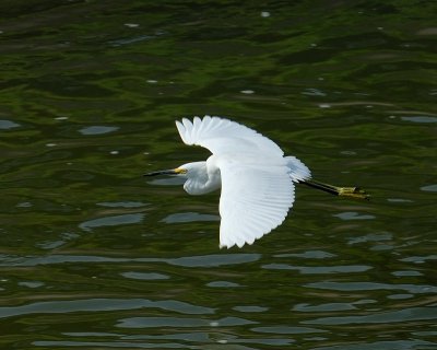 Snowy Egret 