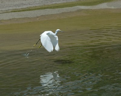 Snowy Egret 