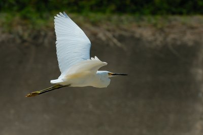 herons  egrets