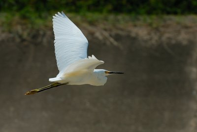 Snowy Egret 