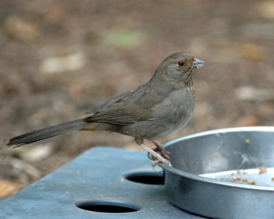 California Towhee