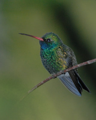 g1/72/728372/3/93502926.FQJbKfav.jpg