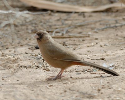 Abert's Towhee